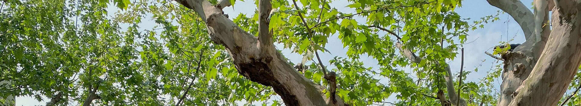 テレビ放送で話題｜鼻プチが大ヒット！見た目が変わる理由と装着のコツ