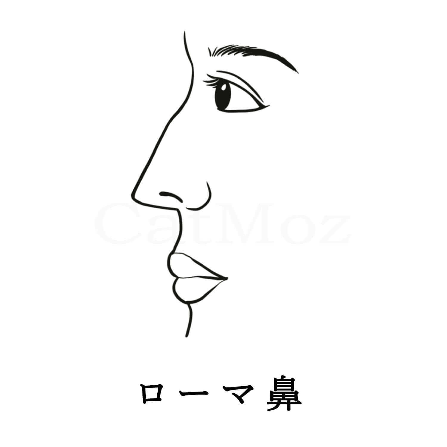 ローマ鼻はすっきりとしたイメージになります。眉間の筋から鼻先までの筋は途中で折れ曲がらず、まっすぐ伸びています。